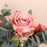 Cappuccino Roses in Jar - Cake Together - Online Flower Delivery