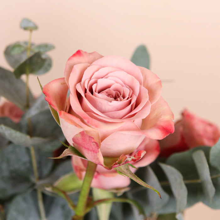 Cappuccino Roses in Jar - Cake Together - Online Flower Delivery