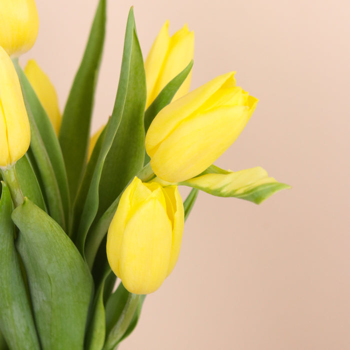 Yellow Tulip in Jar - Cake Together - Online Flower Delivery